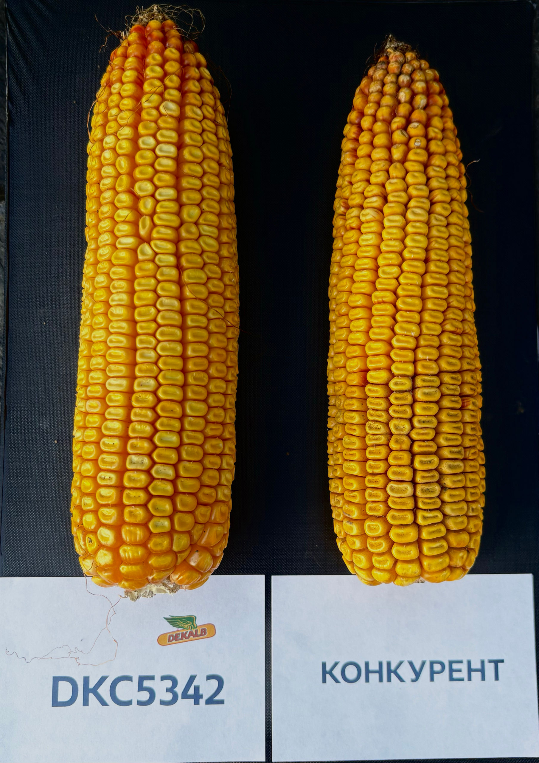 DKC5342